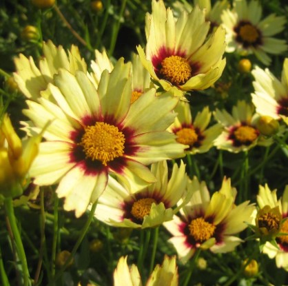 3 x Coreopsis Big Bang Redshift. Supplied in 9cm pots.