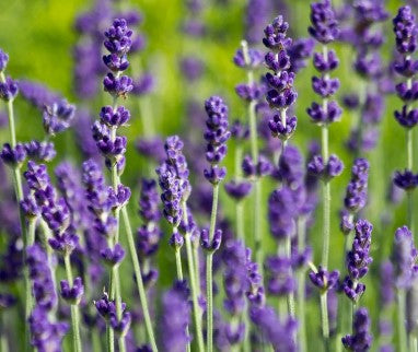 15 x Lavender Hidcote. Supplied in 1.5 litre pots.