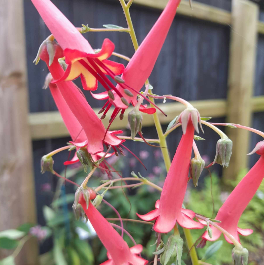 3 x Phygelius x rectus 'African Queen'. Supplied in 9cm pots