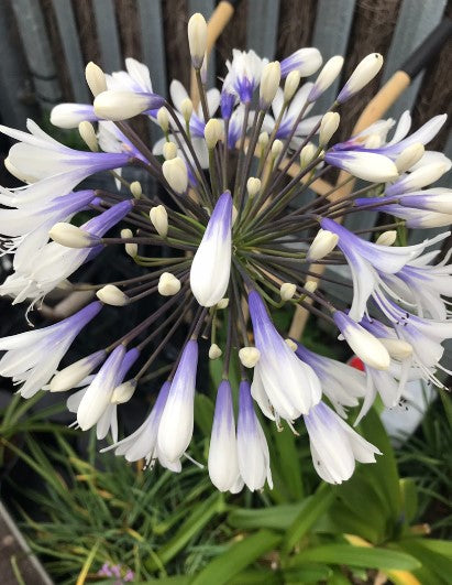 3 x Agapanthus ‘Enigma’. Supplied in 9cm pots.