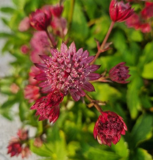 3 x Astrantia major ‘Cerise Button’. Supplied in 9cm pots