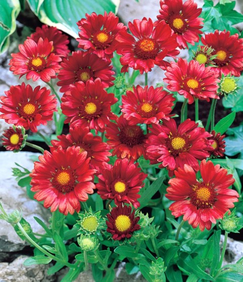 3 x Gaillardia Burgunder. Supplied in 9cm pots