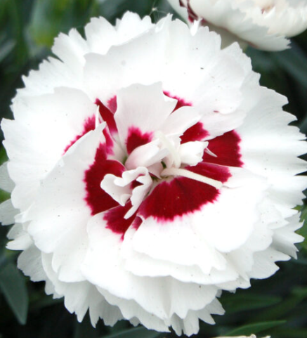 3 x Dianthus Coconut Sundae. Supplied in 9cm pots.