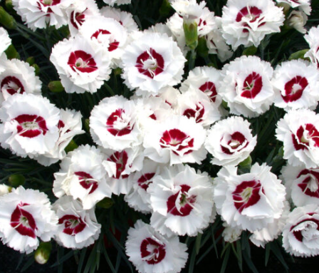 3 x Dianthus Coconut Sundae. Supplied in 9cm pots.