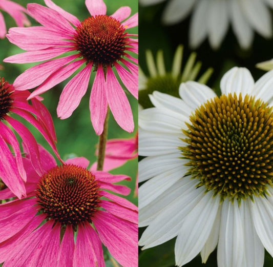 Echinacea purpurea Collection. 6 x 9cm pots.