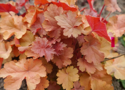 3 x Heuchera Candy Honey. Supplied in 9cm pots.