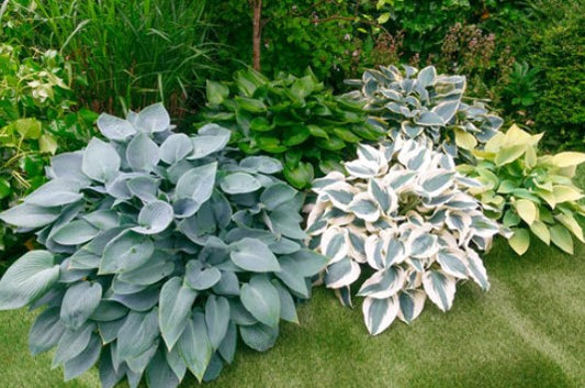 Hosta Surprise Box. 3 x 9cm plants supplied.