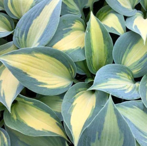 3 x Hosta Dream Queen. Supplied in 9cm pots