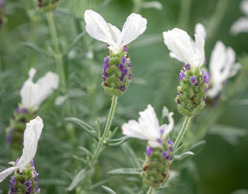 3 x Lavandula stoechas 'Javelin White'. Supplied in 9cm pots