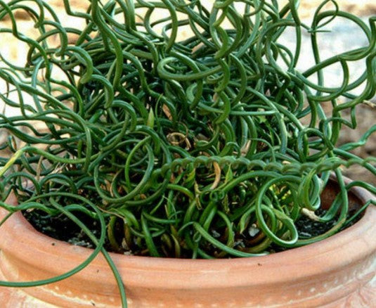 3 x Corkscrew Rush (Juncus Effusus Spiralis). Supplied in 9cm pots.