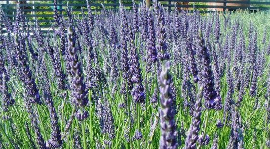 3 x Lavender Grosso. Supplied in 9cm pots.