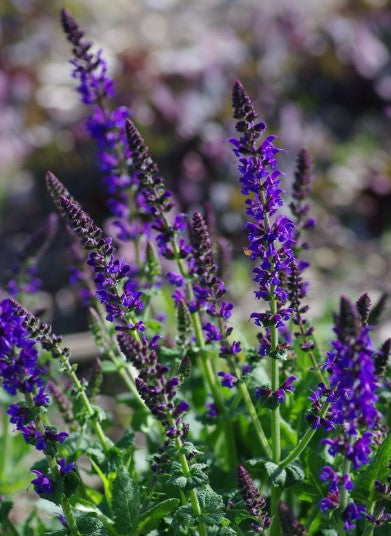 3 x SALVIA x sylvestris Mainacht. Supplied in 9cm pots.