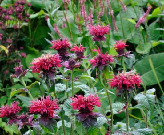 3 x Monarda 'Fireball'. Supplied in 9cm pots