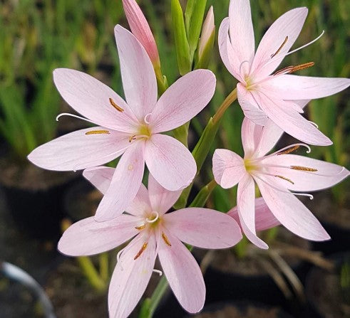 3 x SCHIZOSTYLIS coccinea Mrs Hegarty. Supplied in 9cm pots.