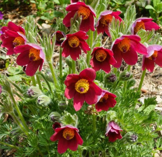 3 x Pulsatilla vulgaris 'Bells Red'. Supplied in 9cm pots