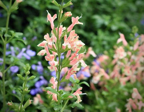 3 x Salvia x jamensis ‘Belle De Loire’ - Supplied in 9cm pots.