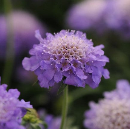 3 x Scabiosa Blue Note. Supplied in 9cm pots