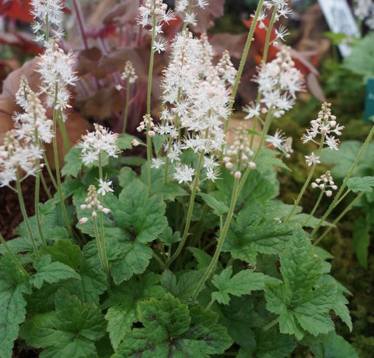 3 x Tiarella 'Running Tiger'. Supplied in 9cm pots.